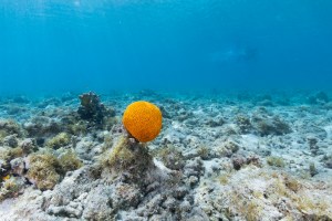 An underwater photo of A grooved brain coral (Diploria labyrinthiformis) sits on the ocean floor at Playa Melones, Puerto Rico.