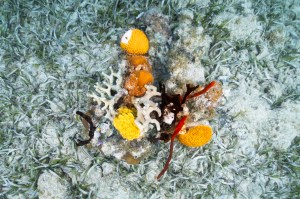An underwater photo of a small, manmade “coral garden” sits on the ocean floor at Playa Melones, Puerto Rico. Coral species, clockwise from top: a yellow symmetrical brain coral (Pseudodiploria strigosa) with a visible white spot from white plague disease, encrusting algae (Ramicrusta), grooved brain coral (Diploria labyrinthiformis), lobed star coral (Orbicella annularis), and branching finger coral (Porites furcata). In the center are more branching finger coral and lobed star coral, as well as bright yellow mustard hill coral (Porites astreoides). The long, thin black and bright red sections are various sea rods.