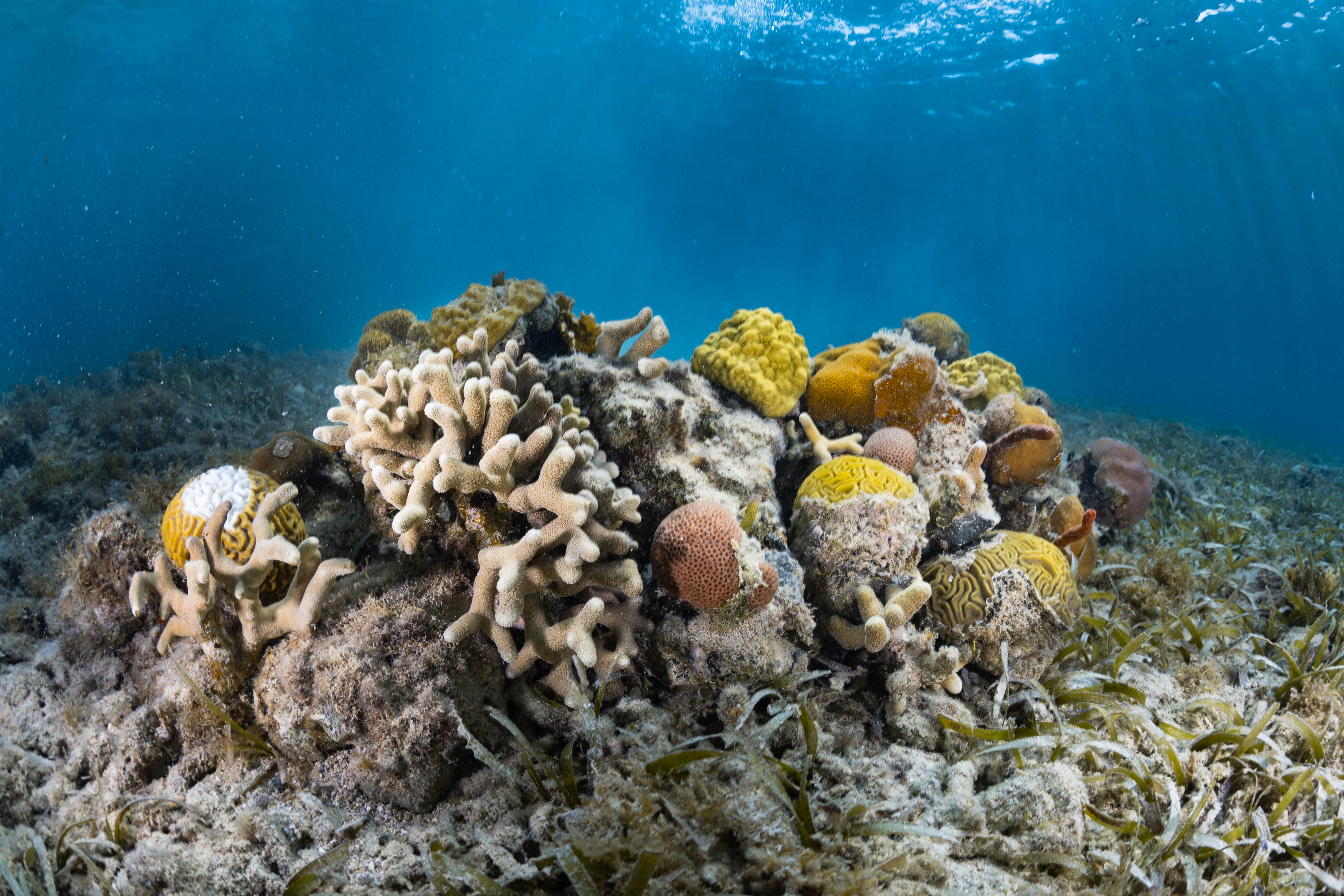 An underwater image of a small “coral garden” comprising roughly seven different coral species sits on the ocean floor at Playa Melones, Puerto Rico, assembled by OCEANOS instructor Sammuel Suleiman to protect an endangered species of coral (not pictured). On the far left of the coral garden is a yellow symmetrical brain coral (Pseudodiploria strigosa) with a stark white spot in the center: a clear sign of white plague disease.