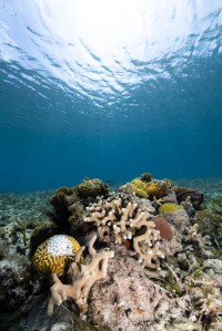 An underwater photo of a small “coral garden” comprised of about seven different coral species sits on the ocean floor at Playa Melones, Puerto Rico, assembled by OCEANOS instructor Sammuel Suleiman to protect an endangered species of coral. On the far left of the coral garden is a yellow symmetrical brain coral (Pseudodiploria strigosa) with a stark white spot in the center: a clear sign of white plague disease. Just behind the symmetrical brain coral is the endangered coral Dendrogyra cylindrus, more commonly referred to as pillar coral (the dark brown, fuzzy mound), and the long spines of black sea urchin (Diadema antillarum).