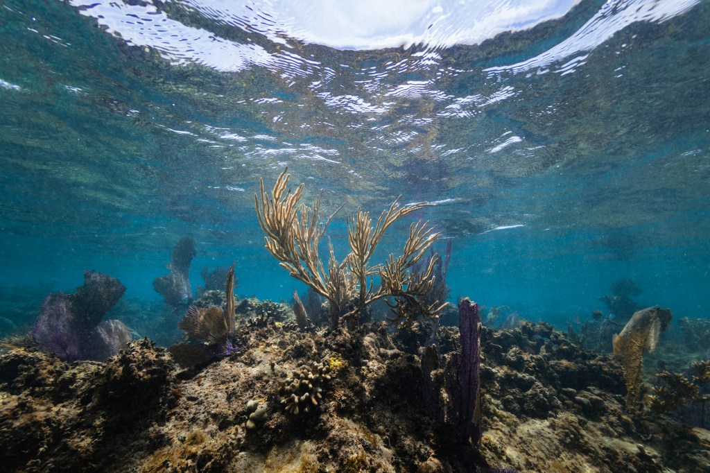 Underwater image of a large yellow sea rod waves in the current of Playa Melones, Puerto Rico, surrounded by sea fans (Gorgonia ventalina). In the bottom right corner, a sea fan is being colonized by a fire coral (Millepora).