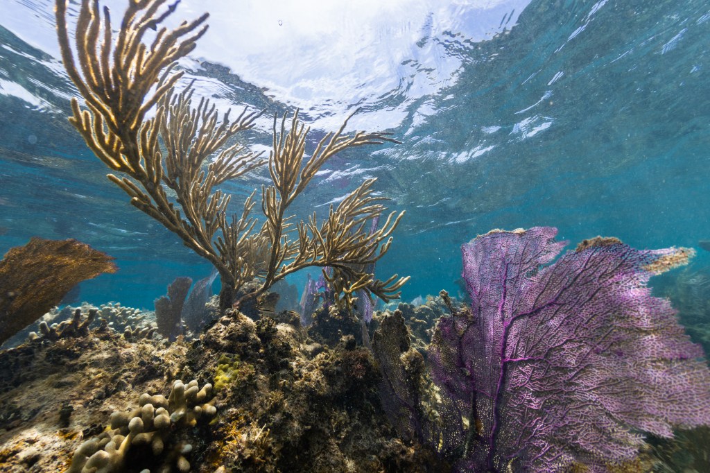 An underwater photo of a large yellow sea rod reaches towards the ocean’s surface in the waters of Playa Melones, Puerto Rico, next to a purple sea fan (Gorgonia ventalina). In the bottom left are the stubby arms of a clubtip finger coral (Porites porites).
