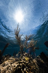 An underwater photo of a large sea rod reaching towards the ocean’s surface in the waters of Playa Melones, Puerto Rico. In the foreground are the stubby arms of a clubtip finger coral (Porites porites).