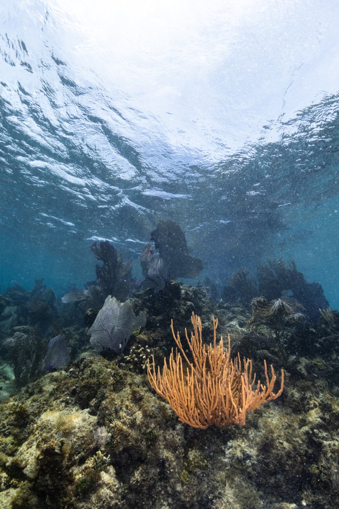 An underwater image of a brightly colored branching finger coral (Porites furcata) sits in a reef off the coast of Playa Melones, Puerto Rico, as sea whips and sea rods wave gently in the background.