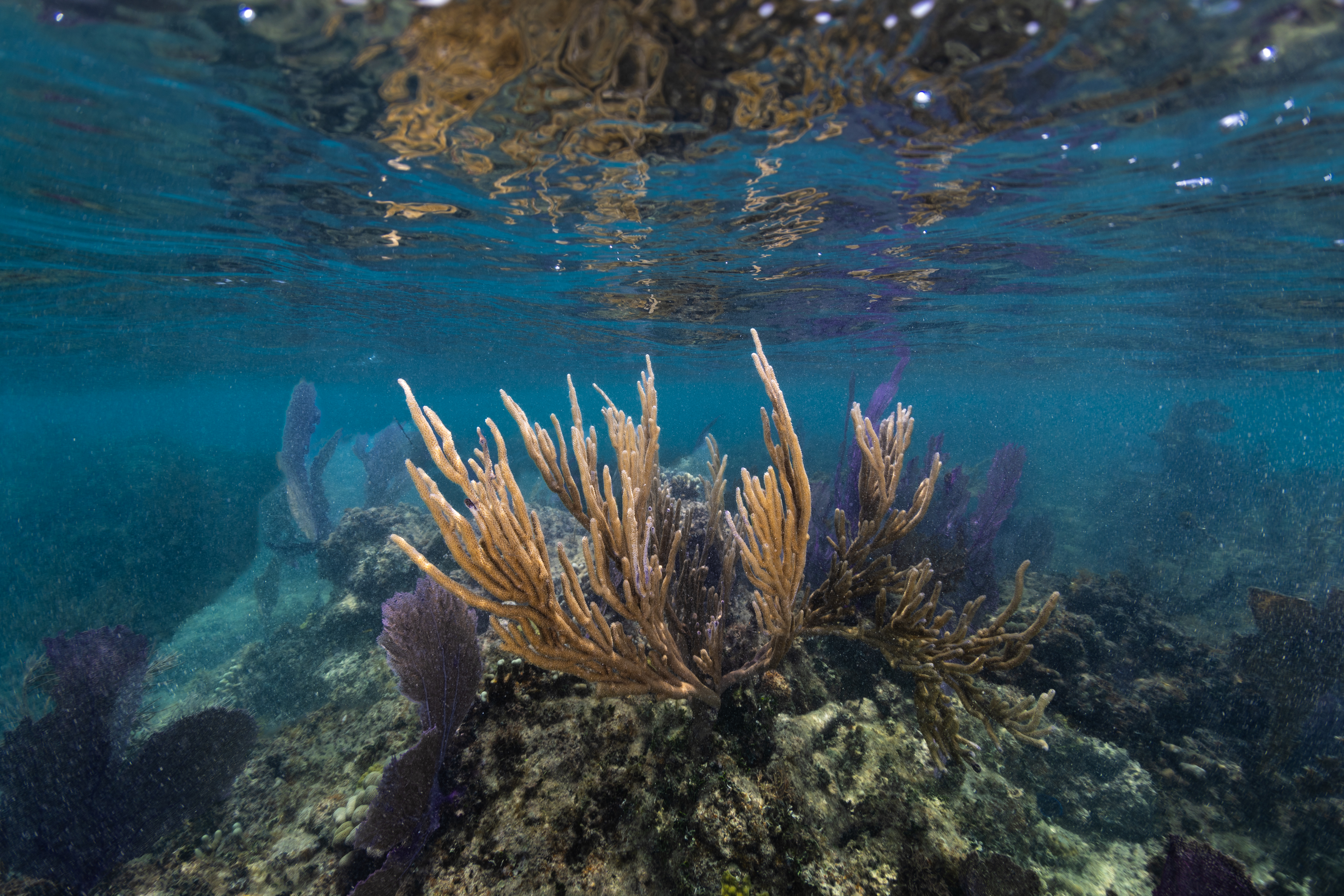 An underwater photo of a cluster of yellow sea rods, sea whips, and purple sea fans (Gorgonia ventalina) drift in the current at Playa Melones, Puerto Rico.