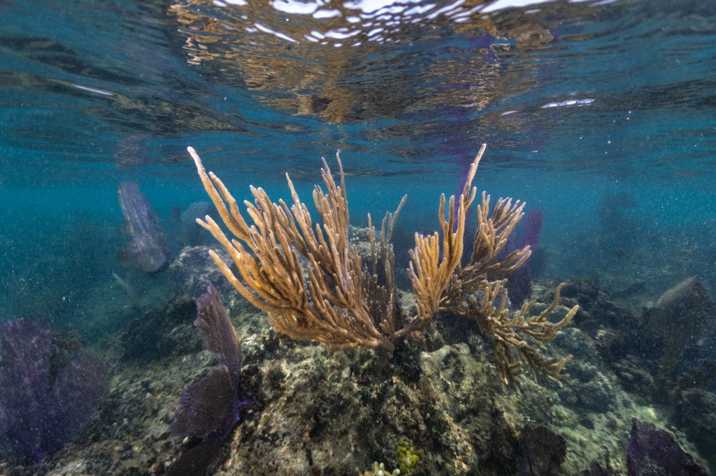 An underwater photo of a cluster of yellow sea rods, sea whips, and purple sea fans (Gorgonia ventalina) drift in the current at Playa Melones, Puerto Rico.