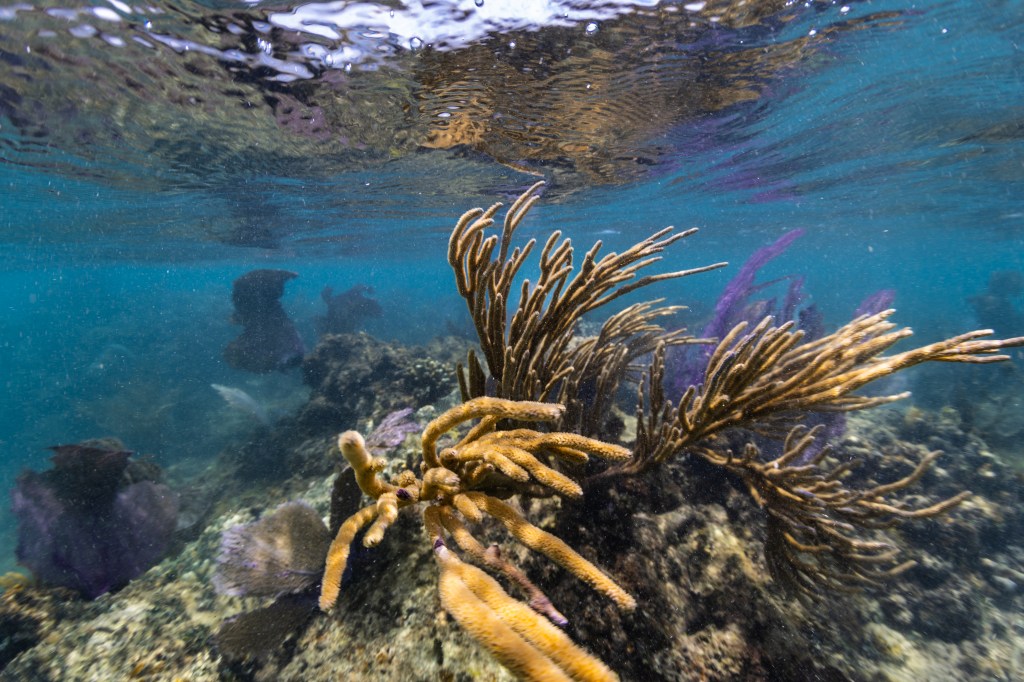 An underwater photo of a cluster of yellow sea rods, sea whips, and purple sea fans (Gorgonia ventalina) drift in the current at Playa Melones, Puerto Rico.