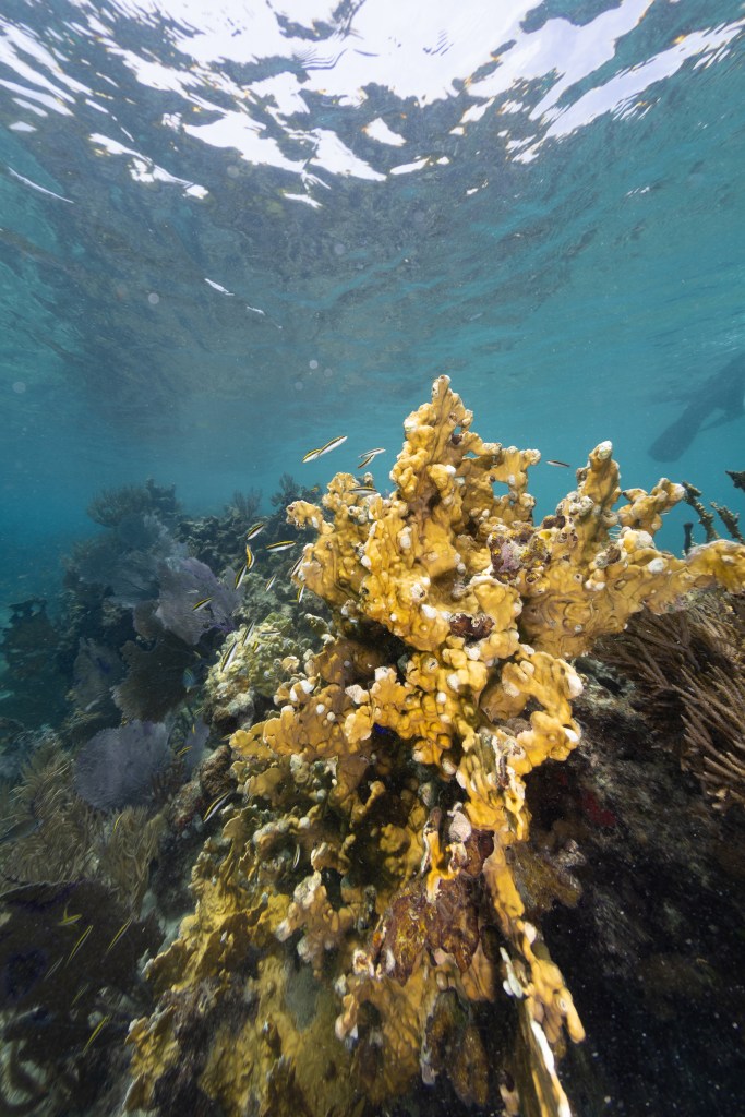 An underwater image of a colony of golden colored fire coral (Millepora complanata) sit in the shallow waters of Playa Melones, Puerto Rico, as juvenile black, white, and yellow-striped Bluehead wrasse fish dart in and out of the branches.