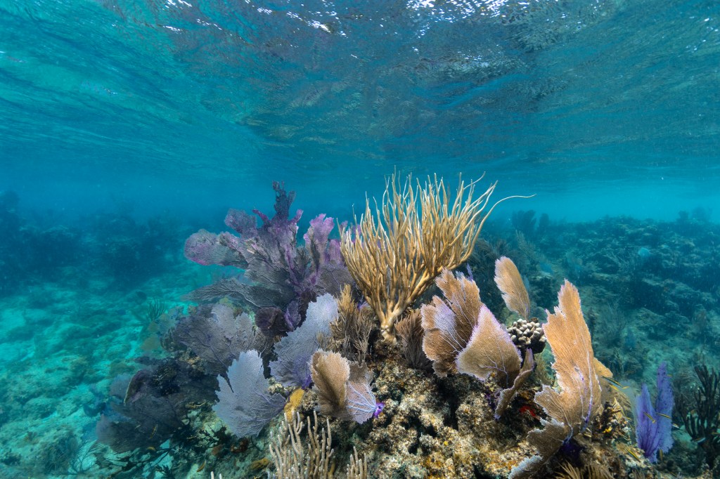 An underwater image of a small forest of yellow sea rods and purple sea fans (Gorgonia ventalina) drift in the current at Playa Melones, Puerto Rico. Between the fans on the right, a small colony of Clubtip finger coral (Porites porites) peeks through.