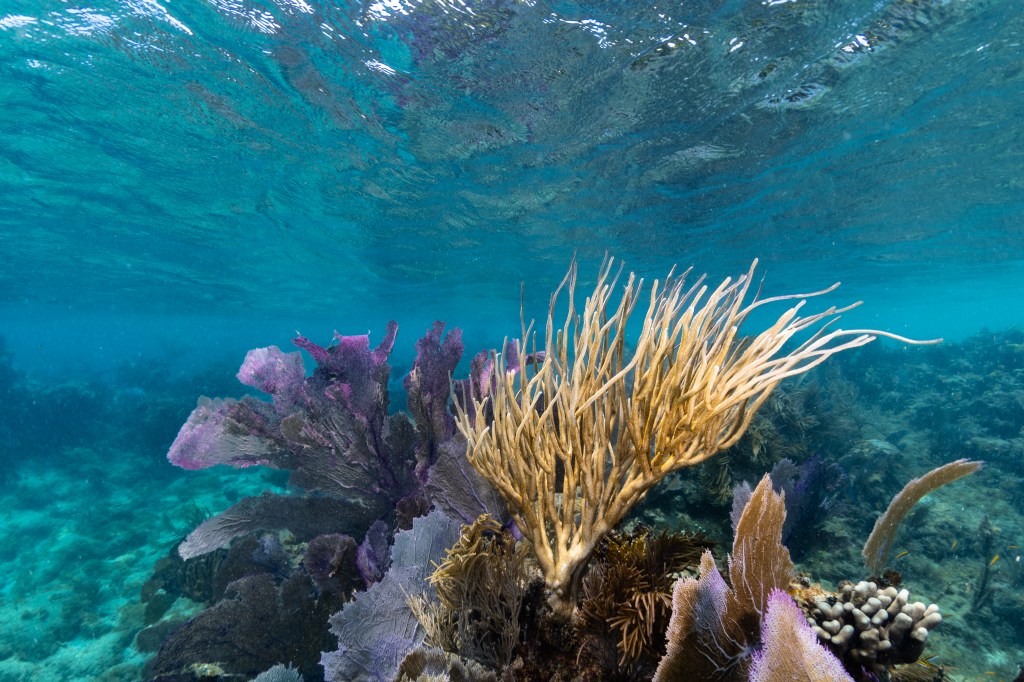 An underwater image of a small forest of yellow sea rods and purple sea fans (Gorgonia ventalina) drift in the current at Playa Melones, Puerto Rico. Between the fans on the right, a small colony of Clubtip finger coral (Porites porites) peeks through.