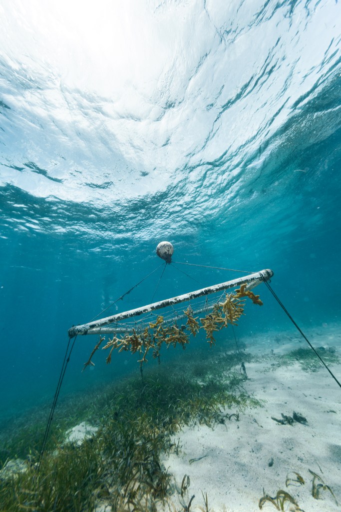 An underwater photo of a square frame of roughly 100 elkhorn and staghorn corals drifts in the water of Playa Melones, Puerto Rico, above a sandy sea floor dotted with sea grass. Conservationists anchor loose pieces of coral in to a frame such as this one, which is then moved to an area with clean water and lots of light for the corals to grow. After 10-14 months, when the corals have quadrupled in size, they are replanted in various reefs to strengthen vulnerable and damaged areas. This particular frame belongs to the Sociedad Ambiente Marino, and is one of 145 coral farms the organization manages in and around Puerto Rico.