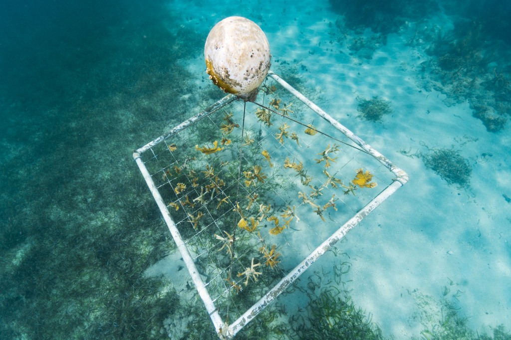 An underwater photo of a square frame of roughly 100 elkhorn and staghorn corals drifts in the water of Playa Melones, Puerto Rico, above a sandy sea floor dotted with sea grass. Conservationists anchor loose pieces of coral in to a frame such as this one, which is then moved to an area with clean water and lots of light for the corals to grow. After 10-14 months, when the corals have quadrupled in size, they are replanted in various reefs, to strengthen vulnerable and damaged areas. This particular frame belongs to the Sociedad Ambiente Marino, and is one of about 145 coral farms the organization manages in and around Puerto Rico.