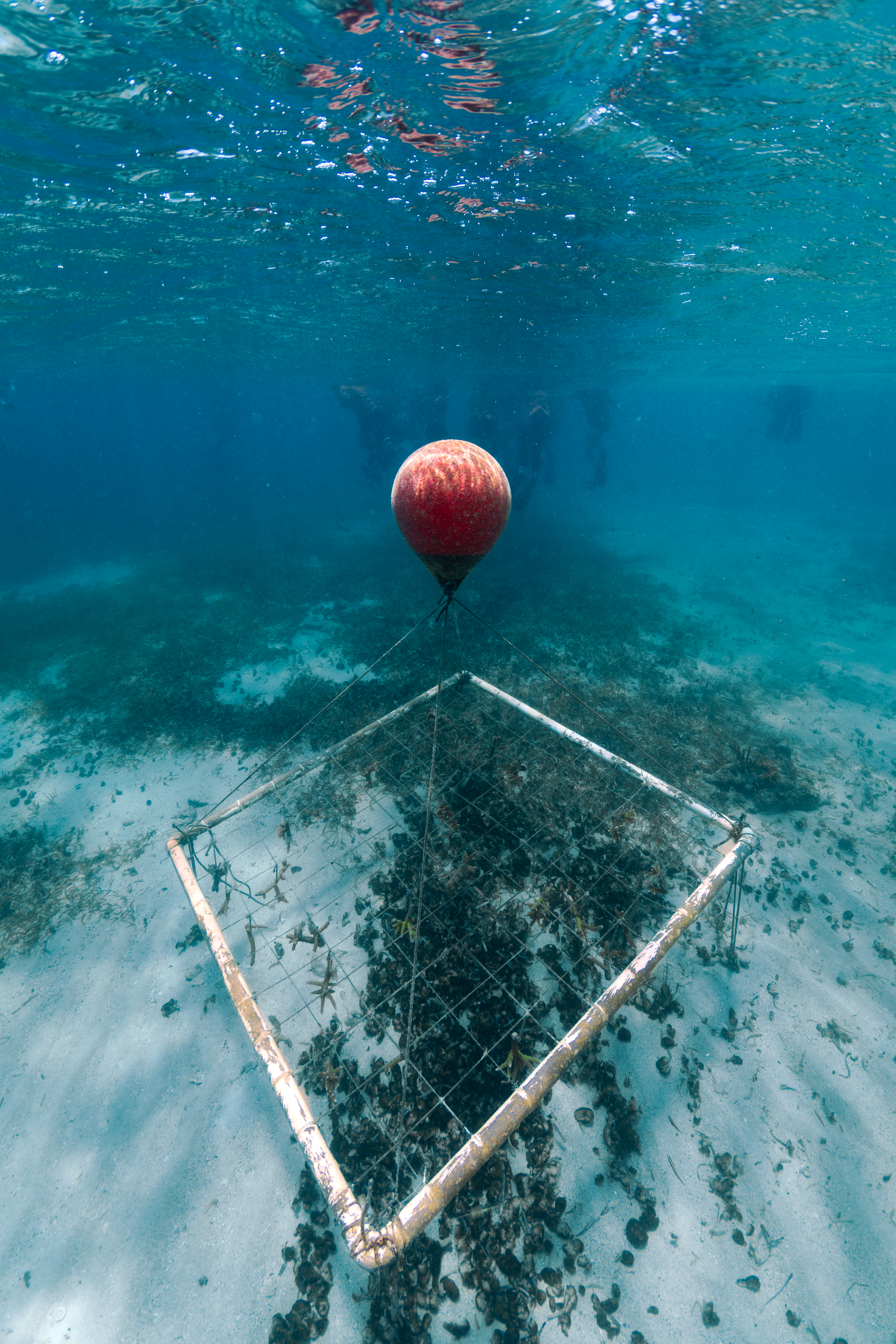 An underwater image of a square frame of roughly 100 elkhorn and staghorn corals drifts in the water of Playa Melones, Puerto Rico, above a sandy sea floor dotted with sea grass and fuzzy balls of cyanobacteria. This particular frame belongs to the Sociedad Ambiente Marino, a marine conservation organization that takes loose coral and anchors them into coral farms such as this one, to grow and mature before being replanted into damaged or vulnerable reefs. The cyanobacteria littering the sea floor is unnatural; likely caused by a land-based source of pollution leaching into nearby waters.