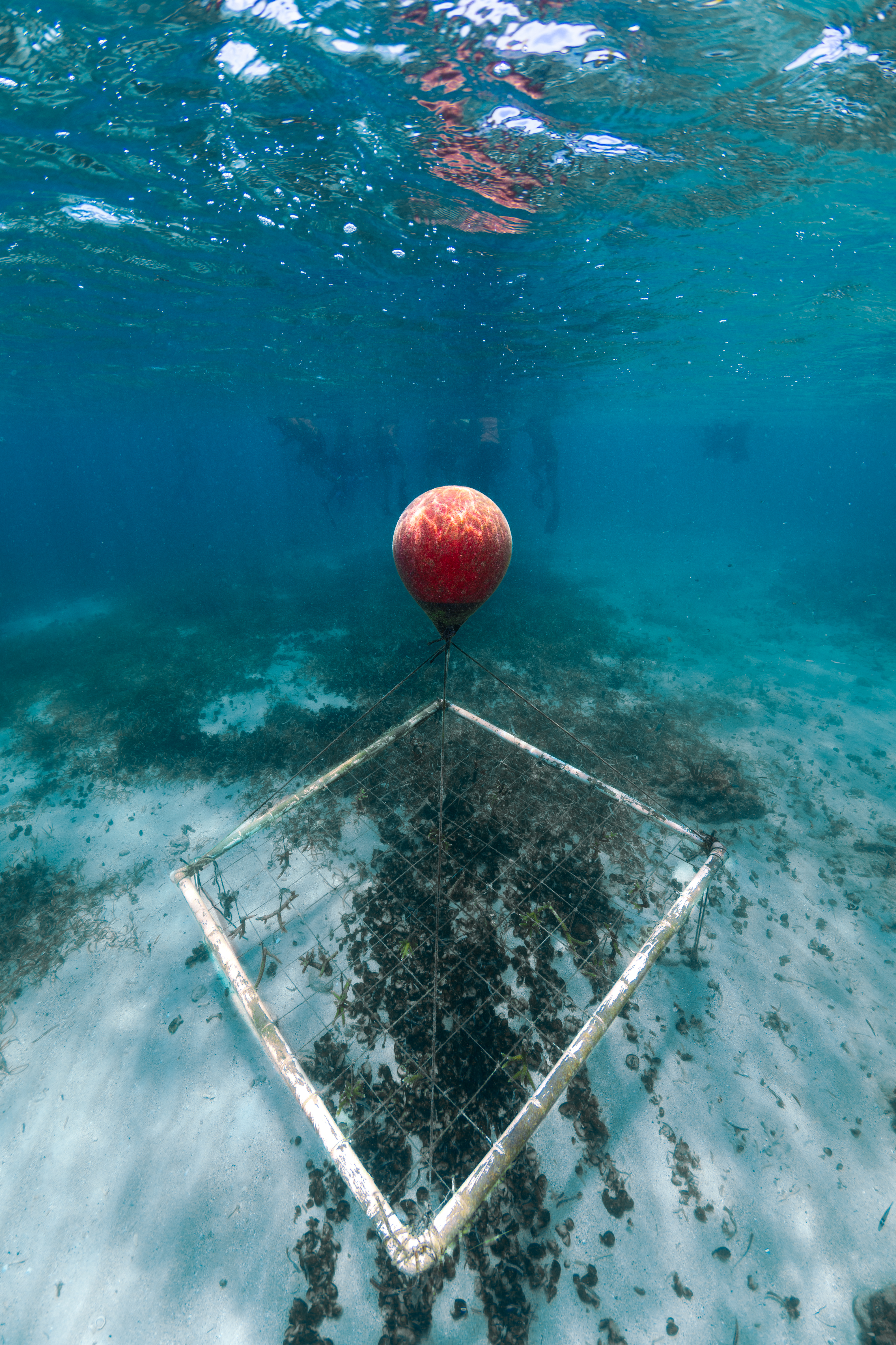 An underwater photo of a square frame of roughly 100 elkhorn and staghorn corals drifts in the water of Playa Melones, Puerto Rico, above a sandy sea floor dotted with sea grass and fuzzy balls of cyanobacteria. This particular frame belongs to the Sociedad Ambiente Marino, a marine conservation organization that takes loose coral and anchors them into coral farms such as this one, to grow and mature before being replanted into damaged or vulnerable reefs. The cyanobacteria littering the sea floor is unnatural; likely caused by a land-based source of pollution leaching into nearby waters.