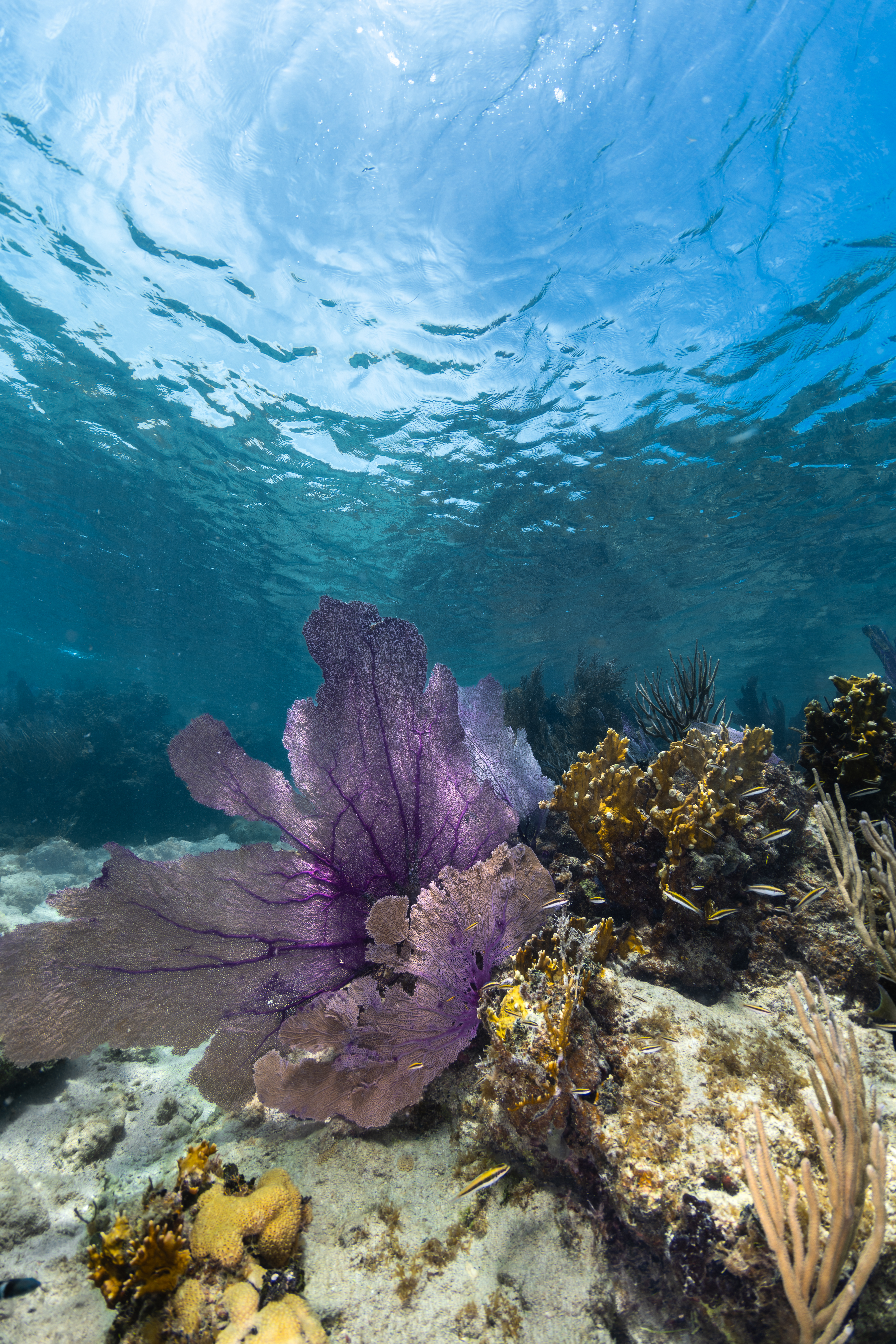 An underwater photo of a purple sea fan (Gorgonia ventalina) waves in the current at Playa Melones, Puerto Rico, next to yellow fire corals (Millepora complanata and Millepora alcicornis). On the bottom left are pale yellow encrusting zoanthids Palythoa caribaeorum, which are very similar to corals but do not form a calcium carbonate skeleton.