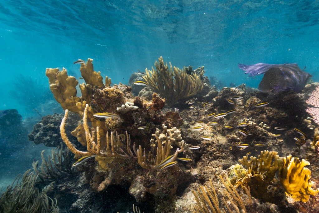 An underwater image of a Juvenile black, white, and yellow-striped Bluehead wrasse fish dart in and out of a reef, composed of yellow fire coral (Millepora complanate, back left), branching finger coral (Porites furcate, front left), and various species of sea rods and sea fans. This coral reef sits in the waters of Playa Melones, Puerto Rico.