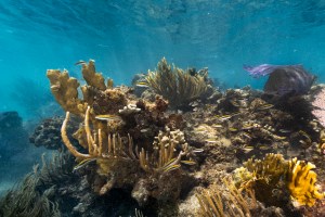 An underwater image of a Juvenile black, white, and yellow-striped Bluehead wrasse fish dart in and out of a reef, composed of yellow fire coral (Millepora complanate, back left), branching finger coral (Porites furcate, front left), and various species of sea rods and sea fans. This coral reef sits in the waters of Playa Melones, Puerto Rico.