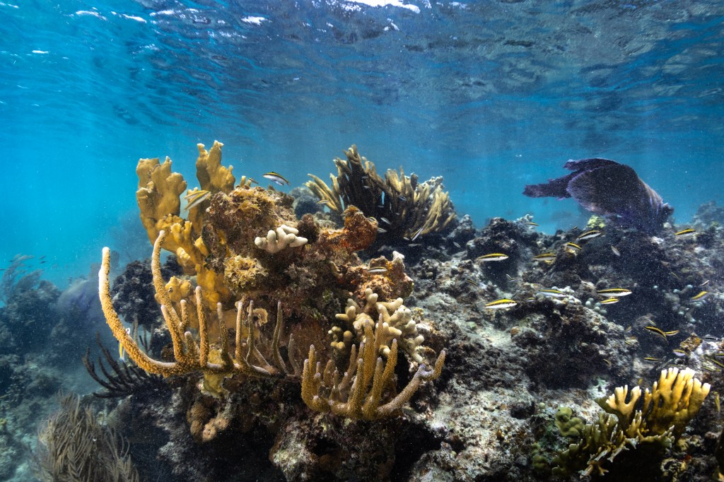 An underwater image of a juvenile black, white, and yellow-striped Bluehead wrasse fish dart in and out of a reef, composed of yellow fire coral (Millepora complanate, back left), branching finger coral (Porites furcate, front left), and various species of sea rods and sea fans. This coral reef sits in the waters of Playa Melones, Puerto Rico.