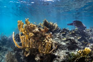An underwater image of a juvenile black, white, and yellow-striped Bluehead wrasse fish dart in and out of a reef, composed of yellow fire coral (Millepora complanate, back left), branching finger coral (Porites furcate, front left), and various species of sea rods and sea fans. This coral reef sits in the waters of Playa Melones, Puerto Rico.