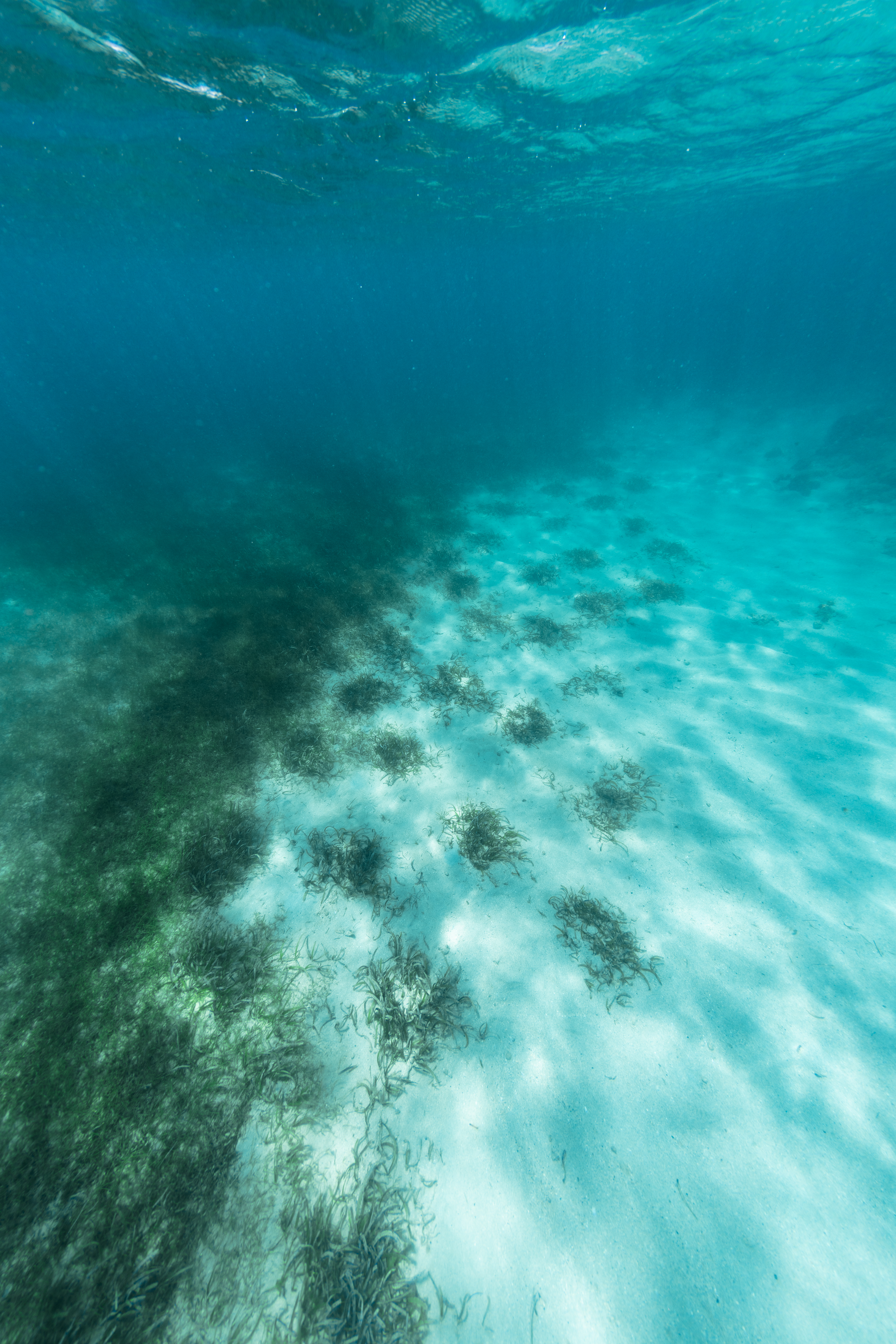 An underwater image of clumps of dark green turtle grass (Thalassia testudinum) sit on the ocean floor of Playa Melones, Puerto Rico. This particular section of turtle grass was one of many places transplanted by researchers and volunteers of the Sociedad Ambiente Marino, to repopulate areas that were heavily impacted by numerous hurricanes and heavy storms, including 2017 hurricanes Irma and Maria. The purpose is not only to recolonize these areas with native turtle grasses, but also to provide habitat for the other organisms that live in these ecosystems, such as the Caribbean queen conch, sea urchins, sea turtles, and fishes.