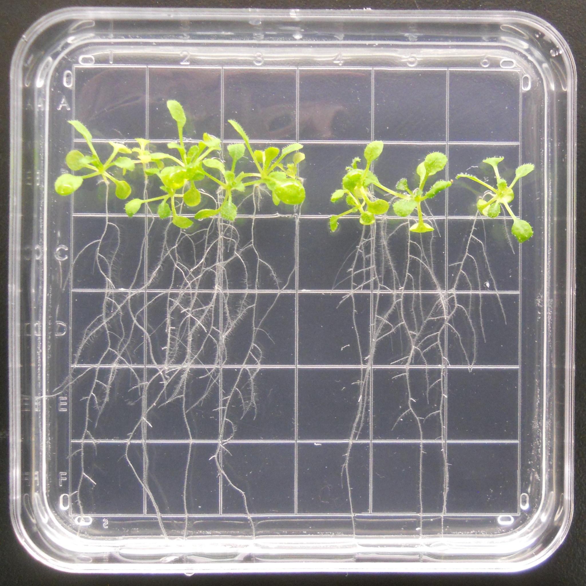 フレッシュな宇宙農業：ISSのチリペッパー栽培実験 (Space Gardens)