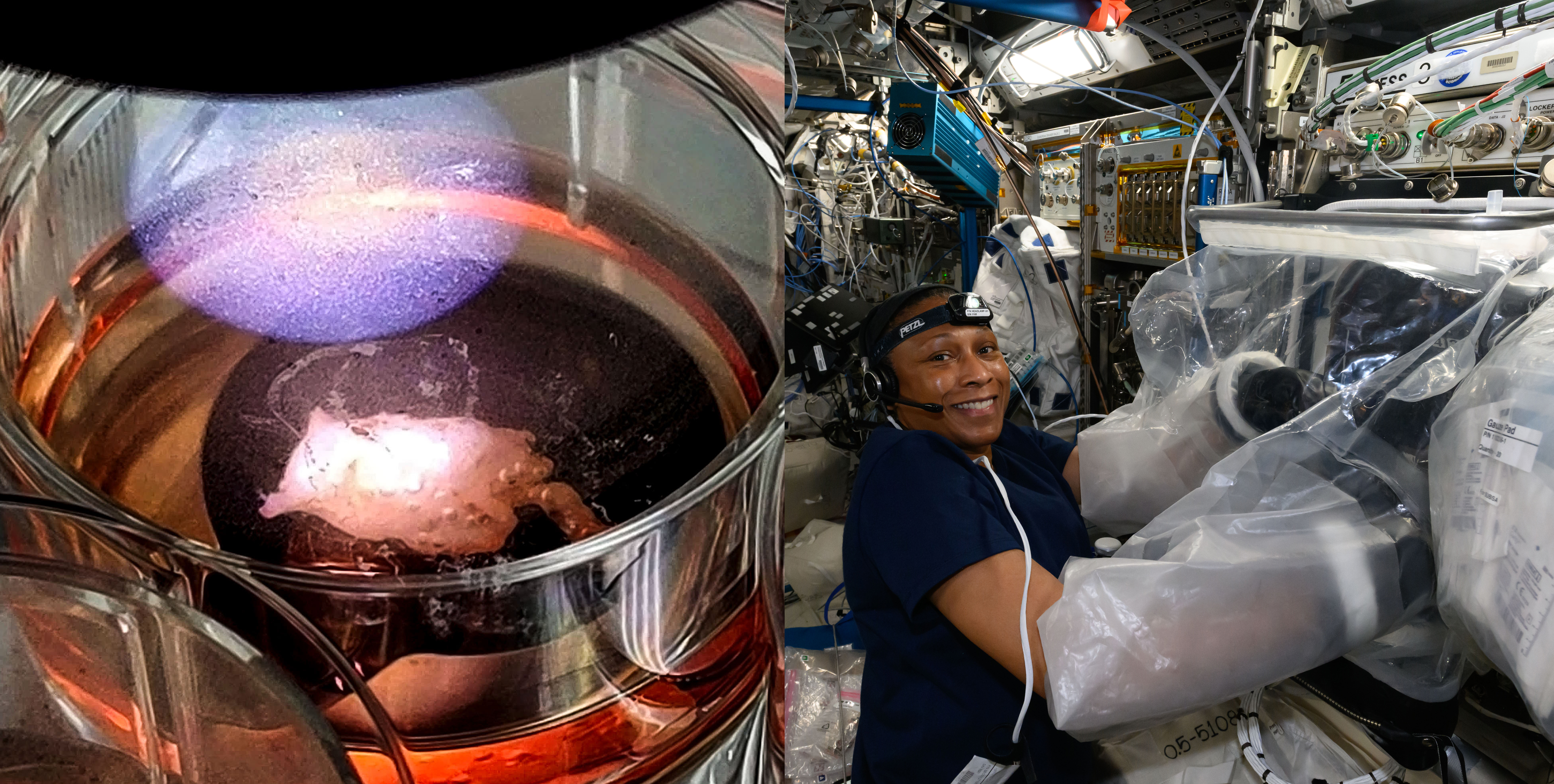 On the right, Epps, wearing a dark blue t-shirt, a headlamp, and a headset, smiles at the camera. Her arms are in the plastic sleeves of a portable glovebag the size of a large suitcase. On the left, a cylindrical glass flask holds a red liquid. In the bottom of it sits a palm-sized white cellular structure under a spotlight.