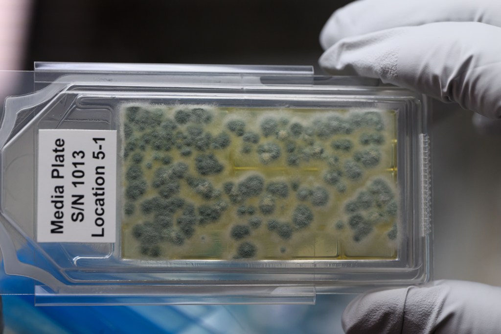 Two gloved fingers hold a clear rectangular sample plate on which dozens of tiny, fuzzy gray circles grow. A white label at one end of the plate reads “Media Plate S/N 1013 Location 5-1.”