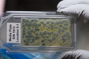 Two gloved fingers hold a clear rectangular sample plate on which dozens of tiny, fuzzy gray circles grow. A white label at one end of the plate reads “Media Plate S/N 1013 Location 5-1.”