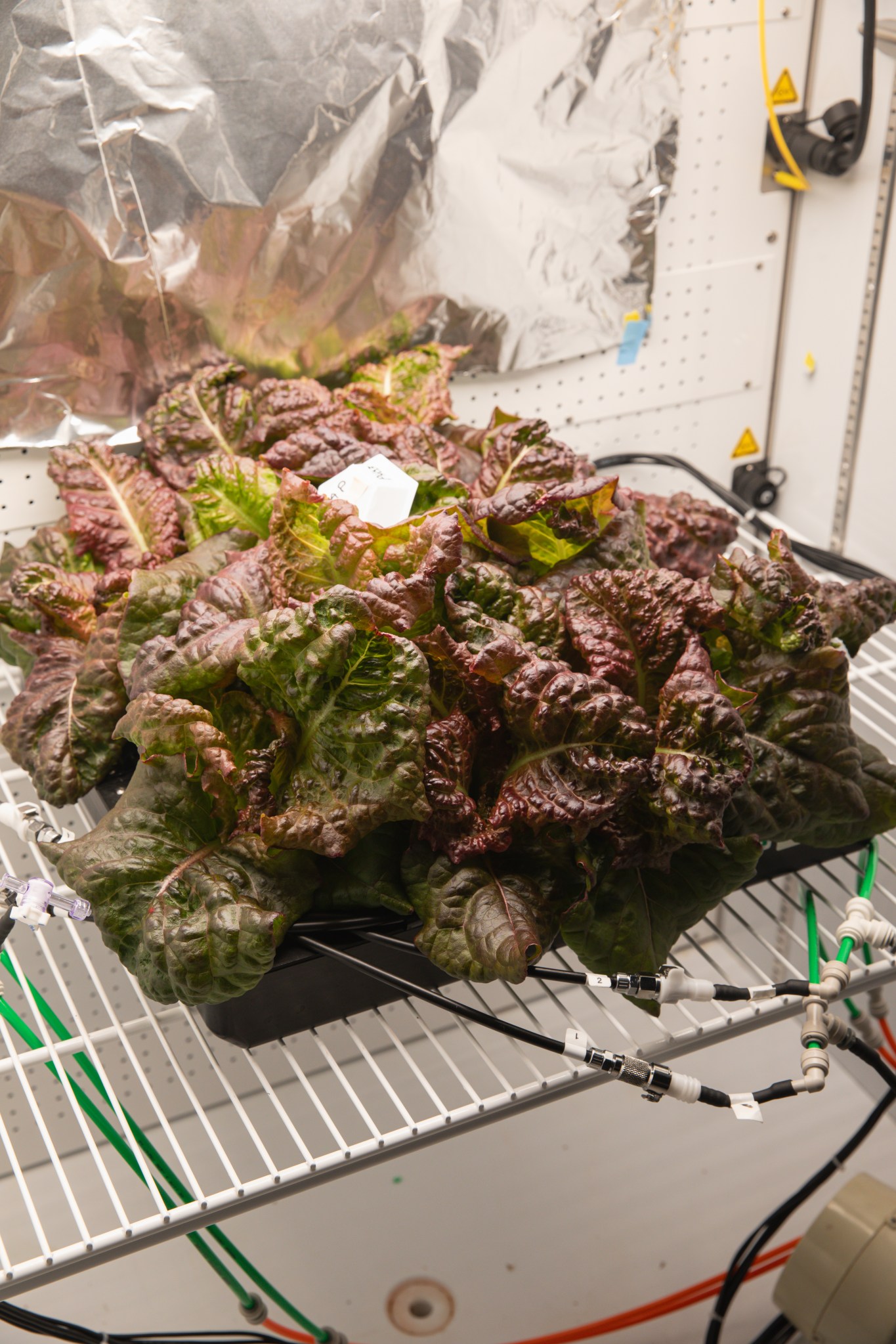 Large, reddish-green lettuce leaves fill a black tray on a rack. Several small hoses snake into the tray, and a white wall covered with a piece of aluminum foil is visible behind it.