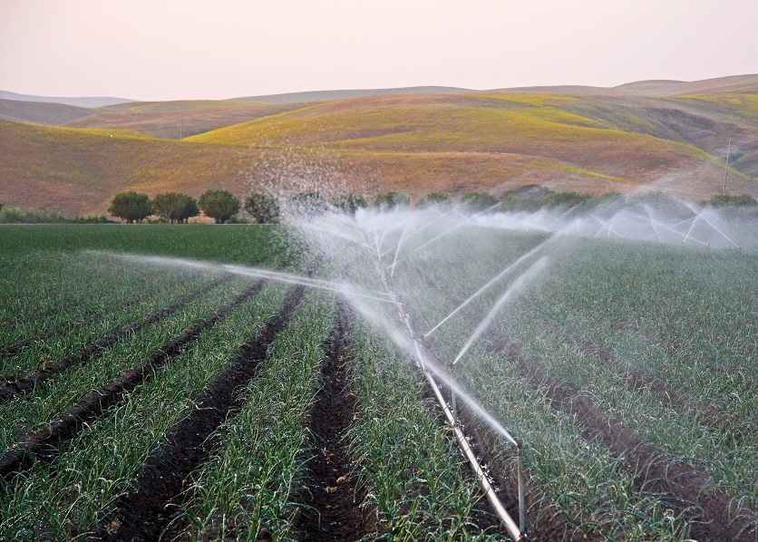 Rows of crops are in the foreground running from the front to the back of the picture. There are sprinklers watering the crops. In the background, there is a row of trees and rolling hills behind them. The top of the picture shows the sky, which is a light pink color.