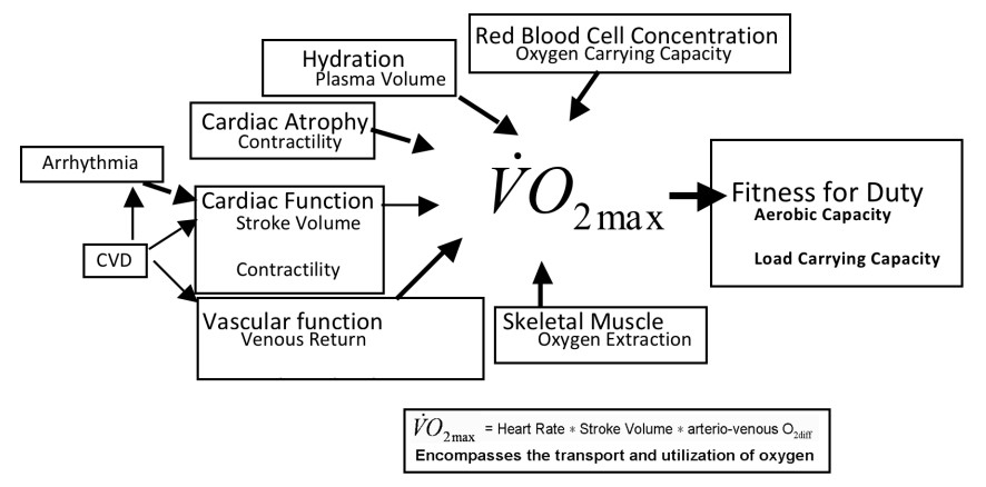 aerobic capacity, VO2max, arrhythmia, skeletal muscle, vascular function, exercise