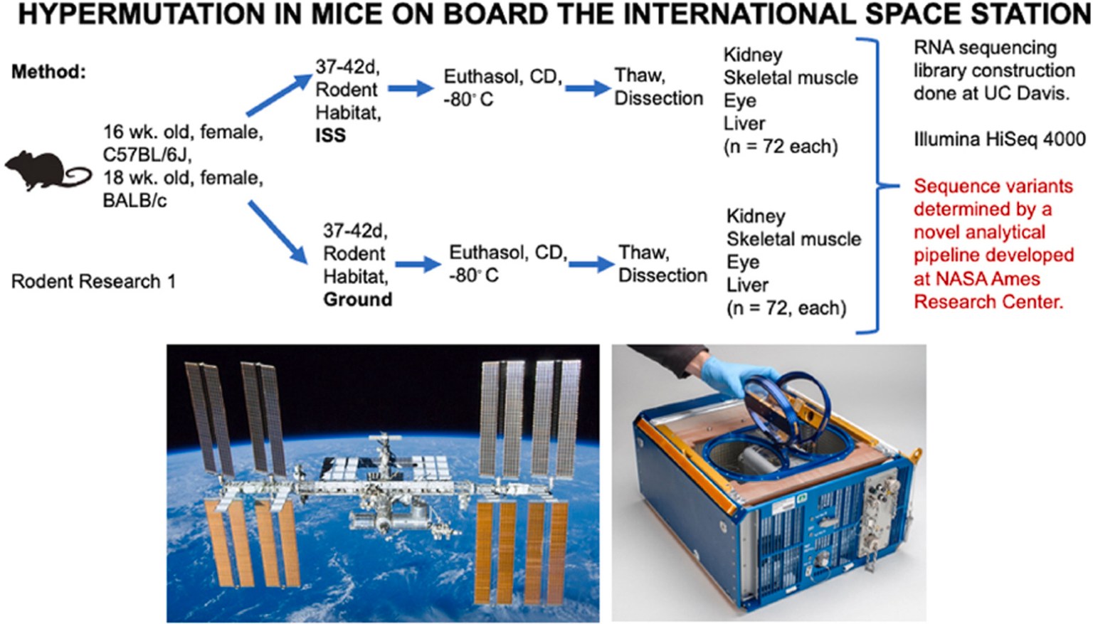 Graphical abstract of a publication depicting the ISS and rodent hardware