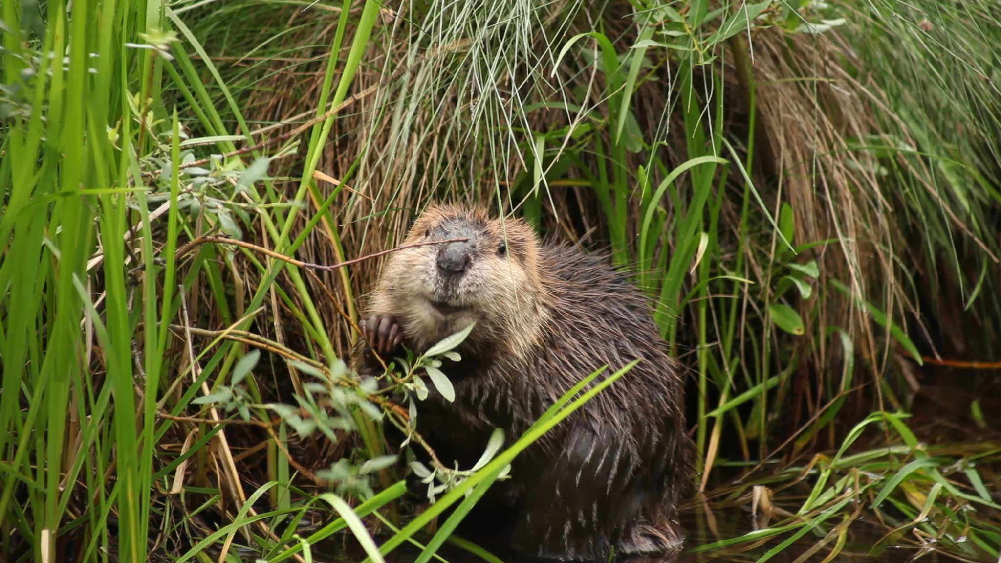 A 3-month-old beaver kit enjoys its new home after its family was relocated from a concrete drainage ditch in urban Aurora, Colorado, to a private ranch in the foothills of the Rocky Mountains.