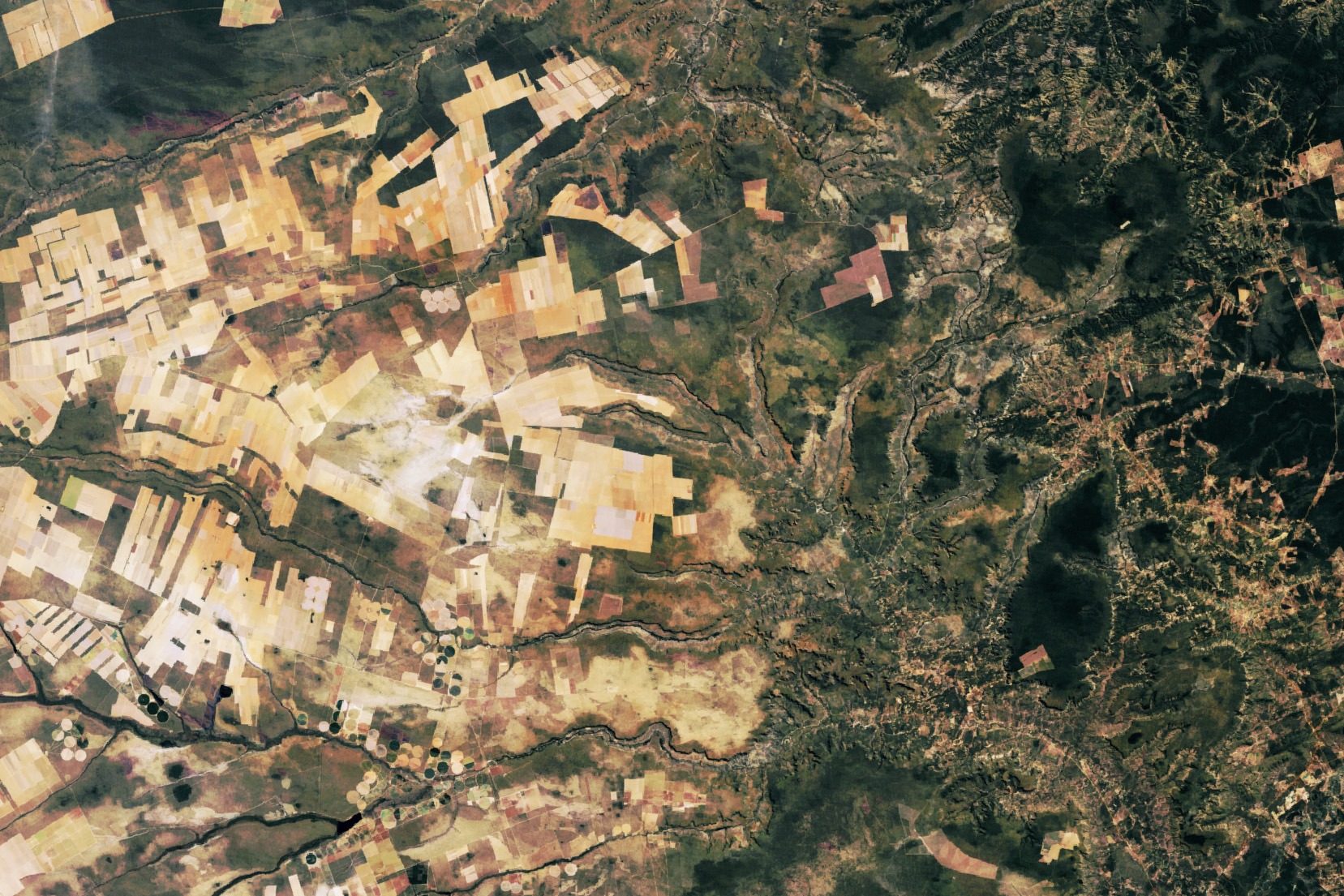 Using NASA data, researchers can track vegetation changes around the planet, not just in forests but also in grasslands and savannas like the Brazilian Cerrado.