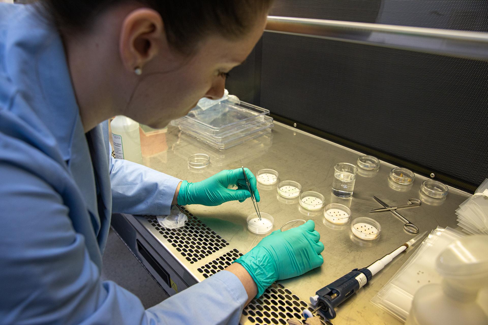 Jess Bunchek, a pseudonaut and associate scientist at NASA’s Kennedy Space Center in Florida, prepares red romaine lettuce seeds for a germination test inside the Space Station Processing Facility.