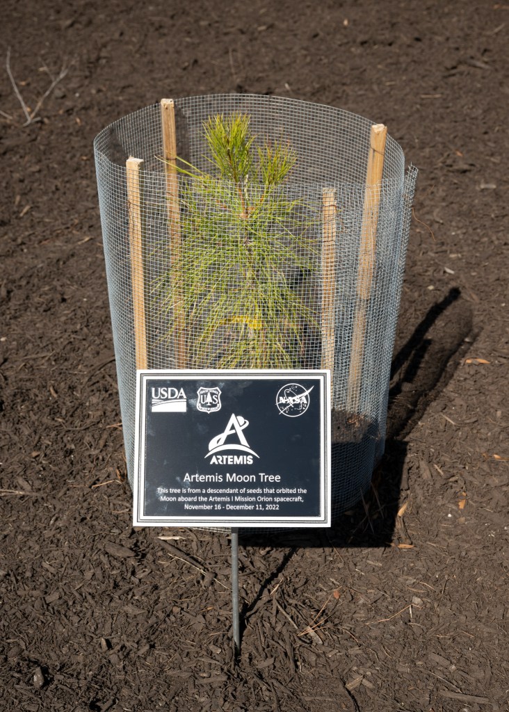 
			NASA Langley Dedicates Artemis Moon Tree			