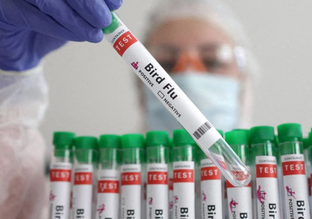 Vials of bird flu test tubes