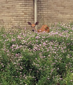 Deer in bushes.