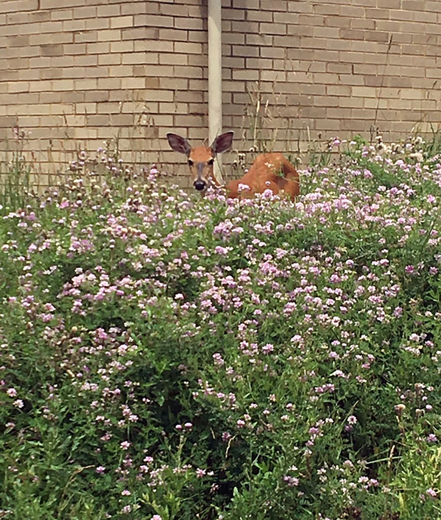 Deer in bushes.