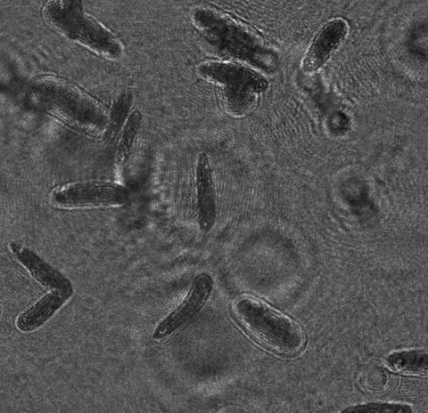 Multiple oval-shaped microorganisms move randomly about in this black and white image, sometimes creating ripples, bumping into each other, and moving into and out of the image.