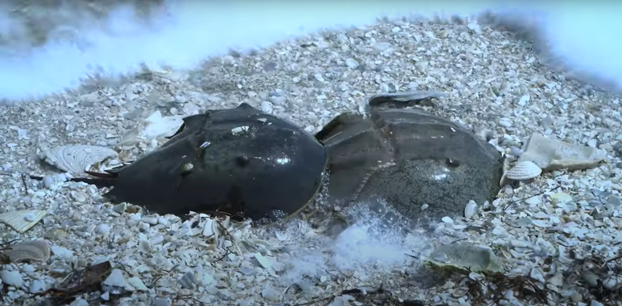 Image shows two horseshoe crabs mating at NASA's Kennedy Space Center in Florida.