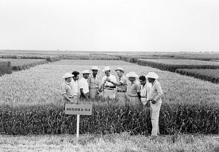 Group of men in a field of wheat in Mexico