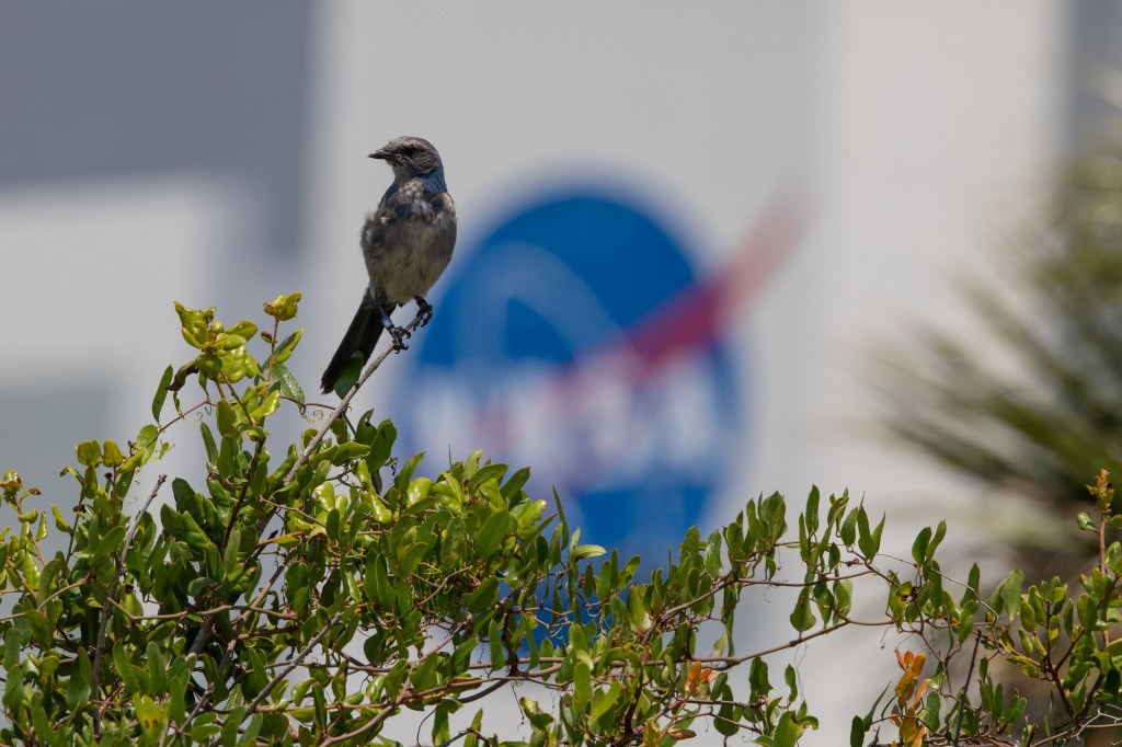 Scrub Jay at the Vehicle Assembly Building