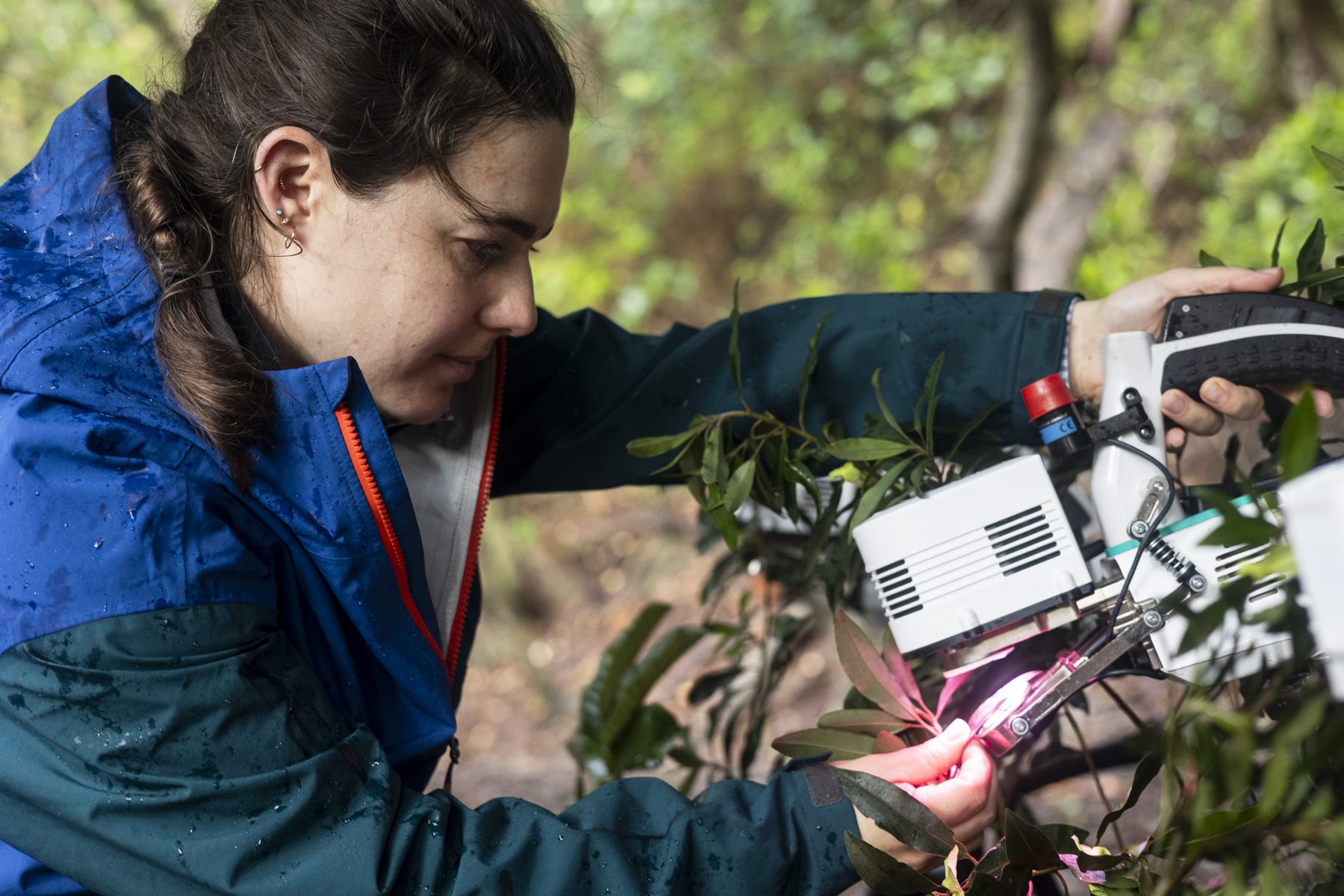 A person wearing a blue jacket peers at instruments while illuminating a leaf with pink light.