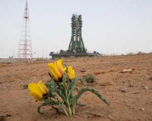 Three bright yellow tulips with green leaves that have rippling edges sprouts out of the brown dirt in the foreground. In the distance is a Soyuz rocket on the launch pad.