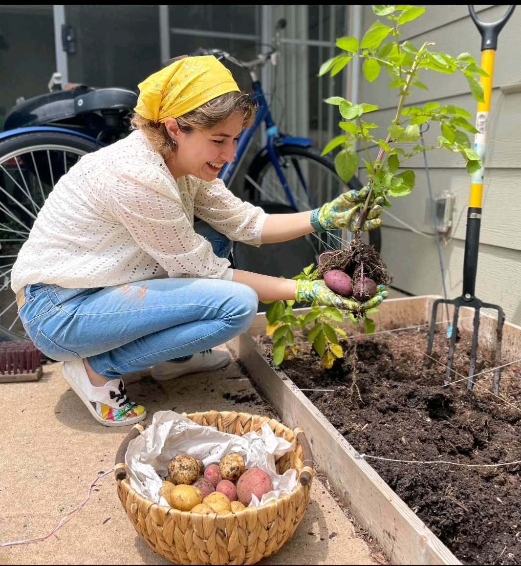 A woman crouches next to a raised garden bed, harvesting potatoes.