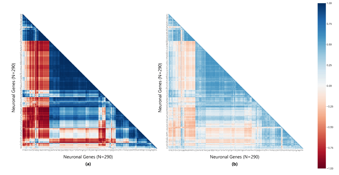 Heatmaps depicting Spaceflight causes a significant loss in gene-pair correlation in neuronal genes.
