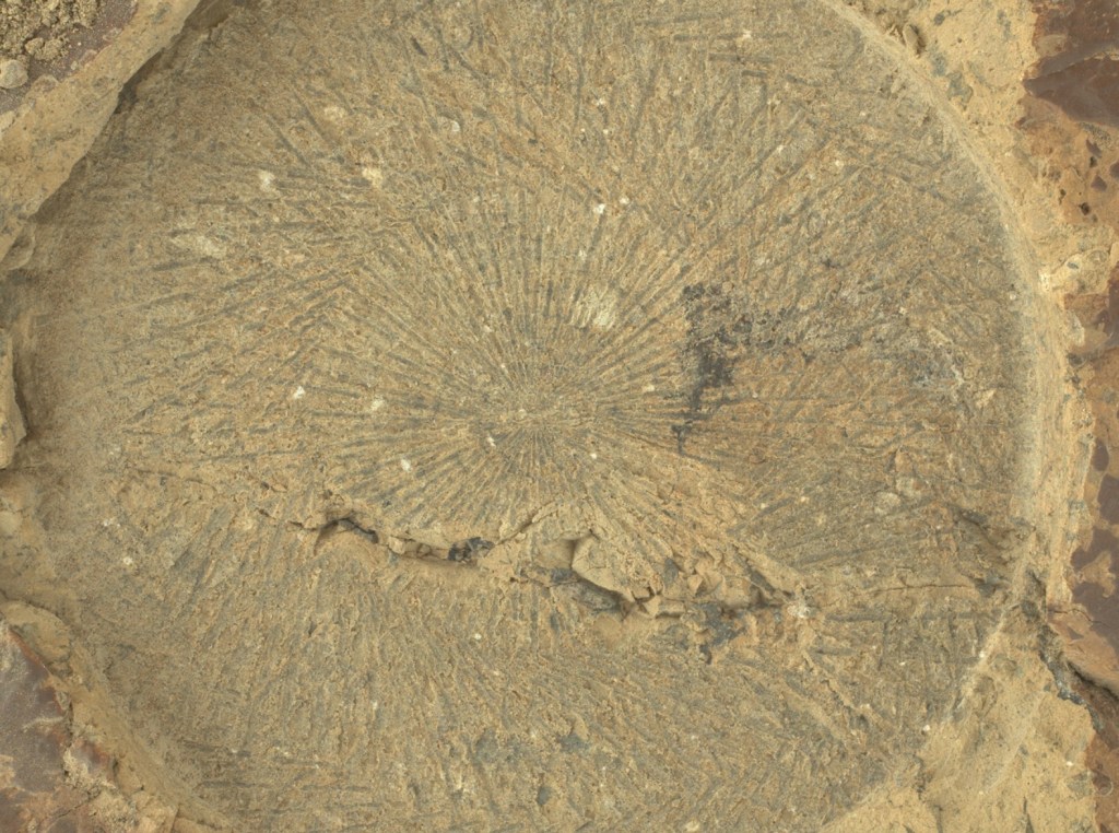 Close-up view of an abrasion showing