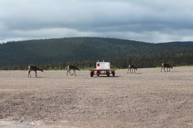 Reindeer surrounding a payload on the ground.