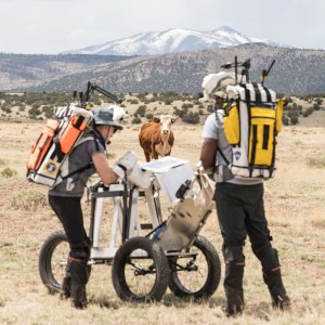 Two people wearing rectangular backpacks stand on either side of a small metal cart with four rubber tires. Their backs are to the camera. Between them is a brown cow, who looks at them curiously. Off in the distance is a mountain.